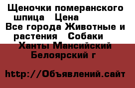 Щеночки померанского шпица › Цена ­ 25 000 - Все города Животные и растения » Собаки   . Ханты-Мансийский,Белоярский г.